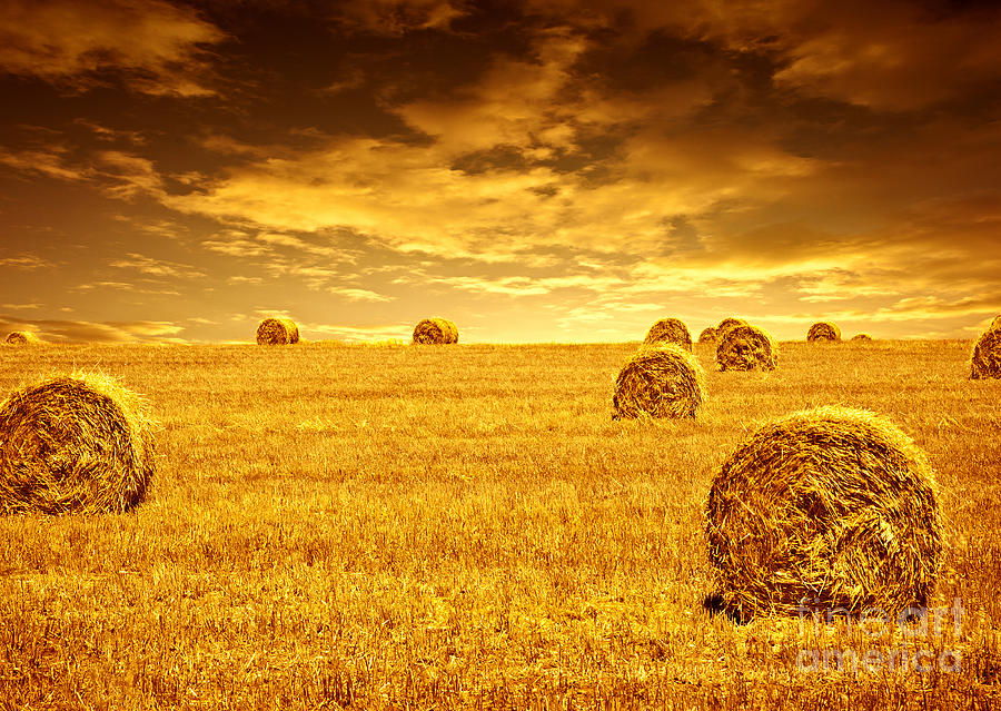 wheat-harvest-time-anna-omelchenko